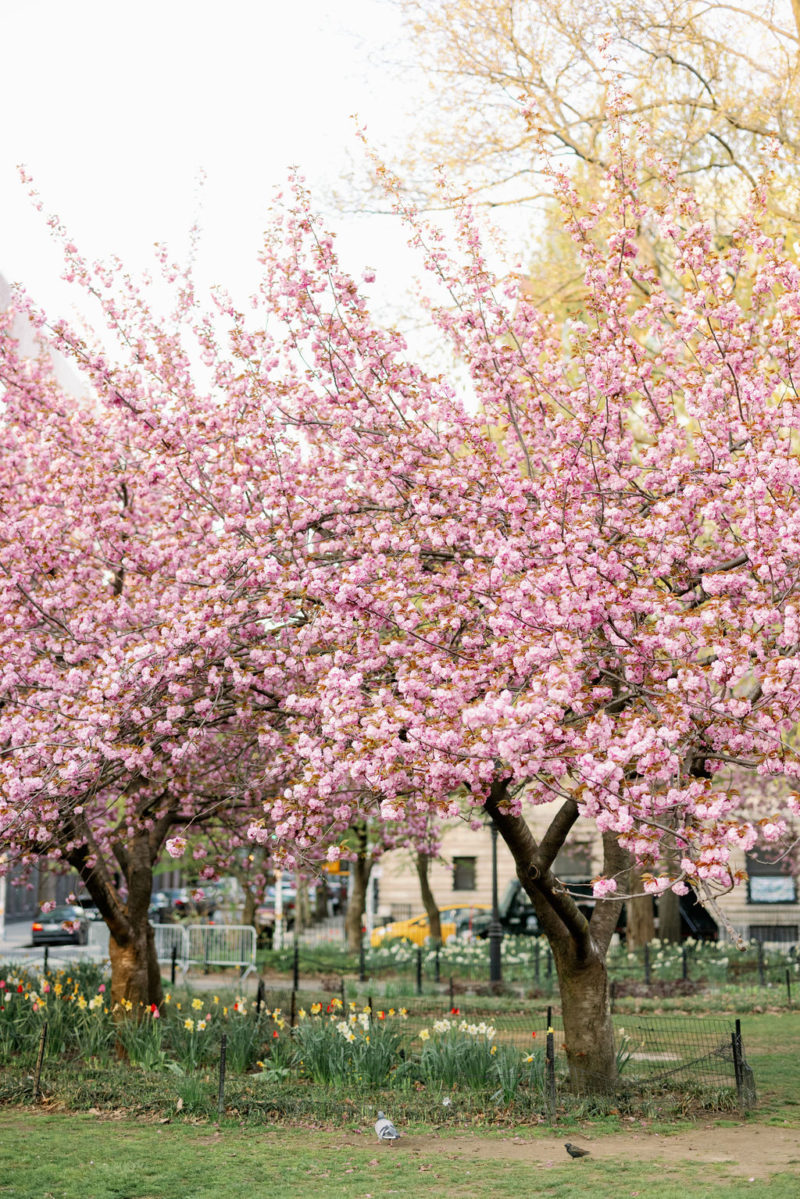 Best Locations in NYC to catch the Spring Cherry Blossoms NYC Fine